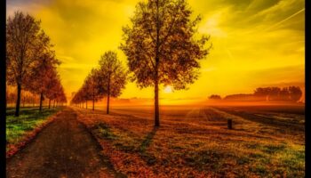 لحظات دقيقة: نهج الواقعية التفصيلي للفن