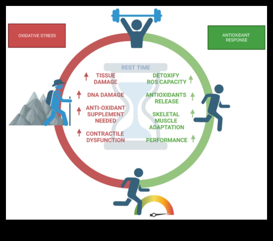 كشفت مضادات الأكسدة عن المفتاح لفتح ذروة الأداء 2 كشف النقاب عن مضادات الأكسدة: كشف أسرار ذروة الأداء